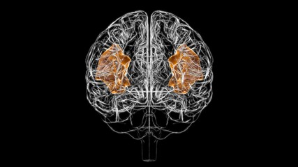 Fototapeta na wymiar Brain angular gyrus Anatomy For Medical Concept 3D