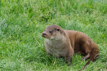 close up off eurasian otter - Powered by Adobe