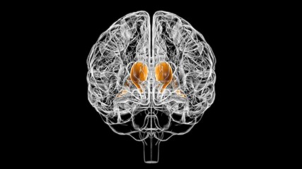 Fototapeta na wymiar Brain caudate nucleus Anatomy For Medical Concept 3D