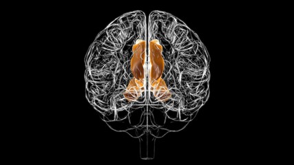 Fototapeta na wymiar Brain cingulate gyrus Anatomy For Medical Concept 3D