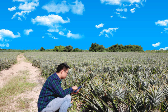 An Asian man who owns a pineapple plantation uses a mobile app to check soil and water conditions. The growing of pineapples in fields