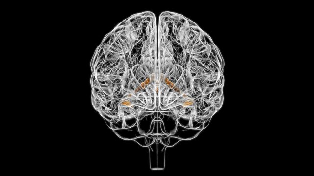 Brain Choroid plexus of cerebral hemisphere Anatomy For Medical Concept 3D