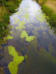 A river overgrown with lash. Top view of the water plant, duckweed.