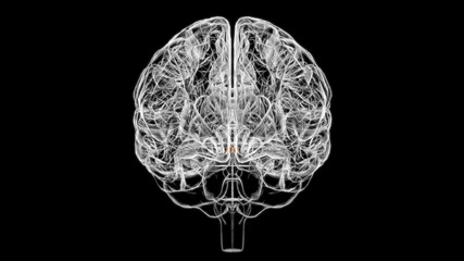 Fototapeta na wymiar Brain Mammillary body Anatomy For Medical Concept 3D