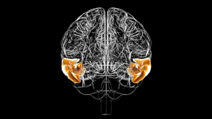 Obraz na płótnie Canvas Brain middle temporal gyrus Anatomy For Medical Concept 3D