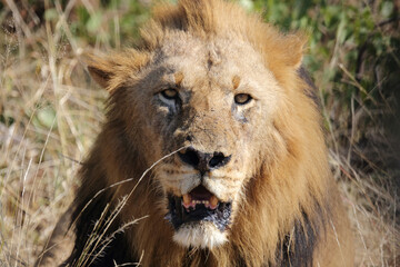 Afrikanischer Löwe / African lion / Panthera leo.