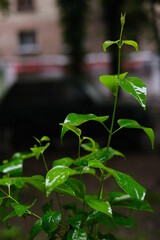 Green bush with raindrops on the leaves