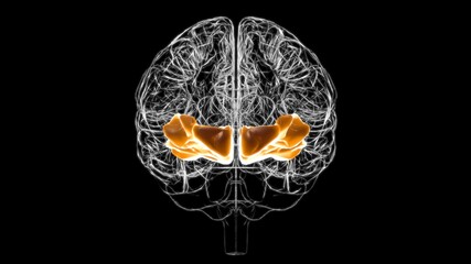 Fototapeta na wymiar Brain Orbital gyrus Anatomy For Medical Concept 3D