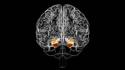 Brain parahippocampal gyrus Anatomy For Medical Concept 3D