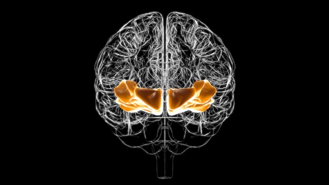 Brain Orbital Gyrus Anatomy For Medical Concept 3D