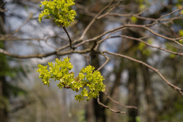 Beautiful spring time floral background. Blooming maple tree branch, yellow flowers and fresh leaves.