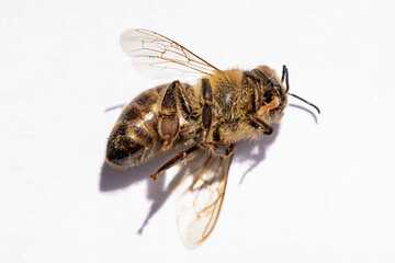 Macro image of a dead bee on a frame from a hive in decline, plagued by the Colony collapse disorder and other diseases
