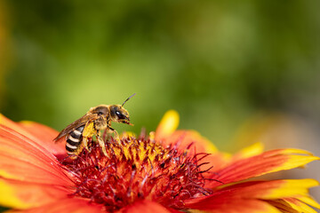 Bee on a orange flower collecting pollen and nectar for the hive