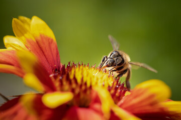 Bee on a orange flower collecting pollen and nectar for the hive