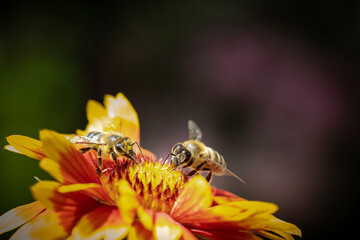 Bee on a orange flower collecting pollen and nectar for the hive