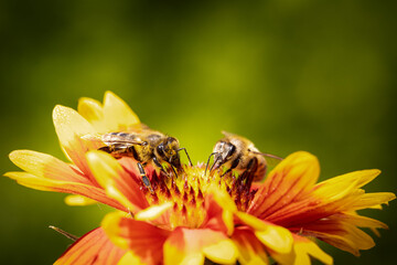 Bee on a orange flower collecting pollen and nectar for the hive