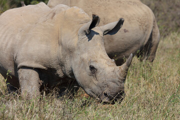 Obraz premium Breitmaulnashorn / Square-lipped rhinoceros / Ceratotherium Simum