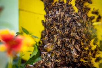 Bees entering the hive after gathering pollen and nectar from flowers - obrazy, fototapety, plakaty