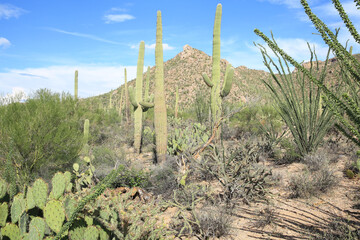 Saguaro National Park in Arizona, USA