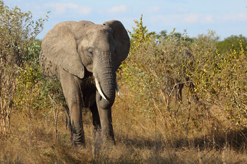 Fototapeta premium Afrikanischer Elefant / African elephant / Loxodonta africana