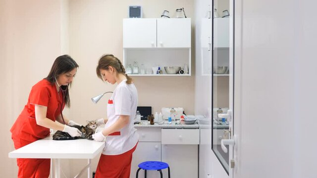 In a veterinary clinic, two young Caucasian female veterinarians prepare a cat for surgery on an examination table. The vet gives you an injection of anesthesia. Pet care. Professional treatment