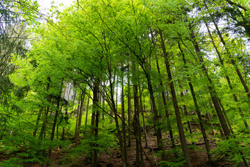 View of a forest edge in sunlight, green trees and brown forest floor 
