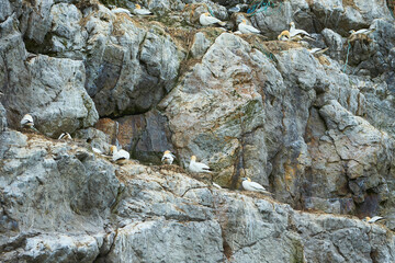 Colony of northern garnet on the rock of island in Ireland. Wild bird in the wild.