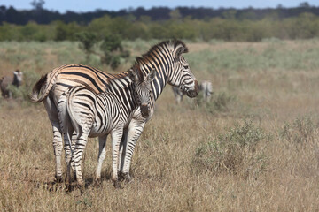 Obraz na płótnie Canvas Steppenzebra / Burchell's zebra / Equus burchellii....
