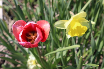 red tulip with yellow daffodil