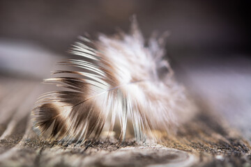 White feather isolated on a dark  background. Close-up of a  feather on a blurred background with selective focus. With copy space.