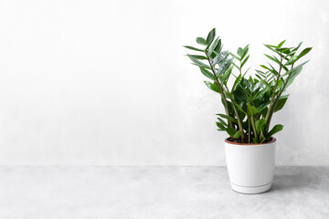 Beautiful house plant zamiokulkas in a white pot on a gray concrete background. The concept of minimalism. Home plants in a modern interior. Banner