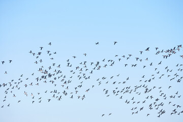 Geese migration. Flock of Canadian geese and mallard ducks flying in the sky.