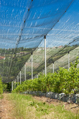 blueberry plantation with plants in grow bags and  anti-hail net