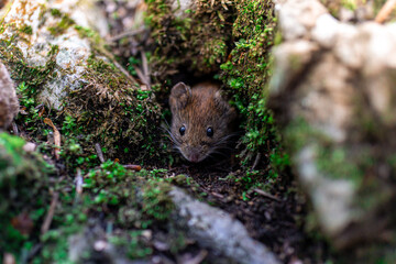 Mysz polna w lesie - obrazy, fototapety, plakaty