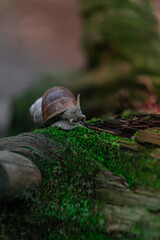 Ślimak winniczek na przewalonym drzewie © Jakub