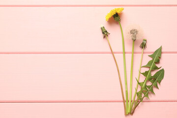 Beautiful dandelions in different stages of blooming on pink wooden table, flat lay. Space for text