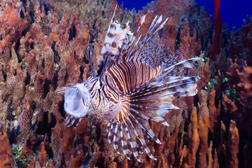 An invasive red lionfish with an open mouth. The harmful predator has made a home next to a barrel sponge