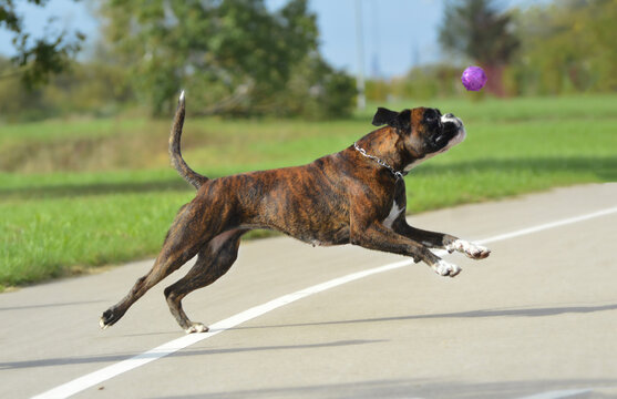 Happy and crazy boxer dog running with the ball, summer time.