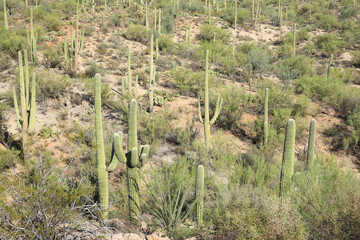 Saguro National Park in Arizon, USA