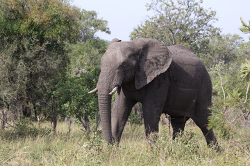Fototapeta premium Afrikanischer Elefant / African elephant / Loxodonta africana