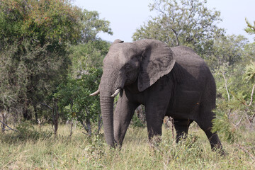 Afrikanischer Elefant / African elephant / Loxodonta africana