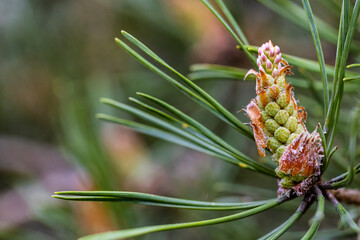 Scots pine blossoms in early spring