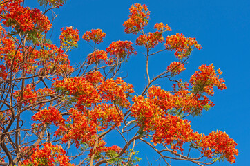 Closeup of a carob tree orange flower against blue sky