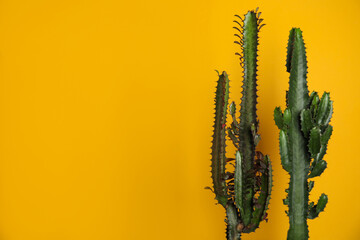 Beautiful cacti on yellow background, space for text