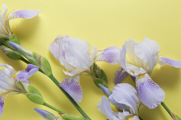 group of iris flowers on a yellow background