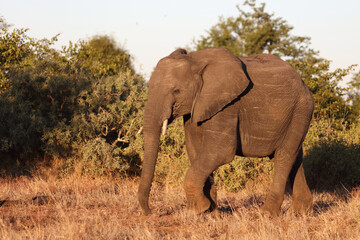 Fototapeta premium Afrikanischer Elefant / African elephant / Loxodonta africana...