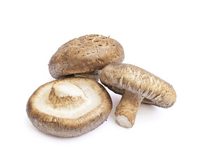 Shiitake mushroom isolated on White background	