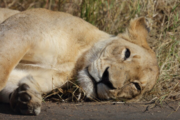 Afrikanischer Löwe / African lion / Panthera leo.