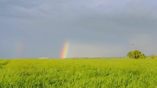 The rainbow of the field of the barley and wheat. Beautiful landscape in the field.The rainbow after the rain