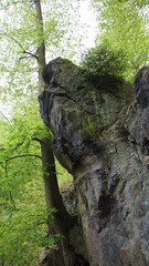 Fels mit Baum